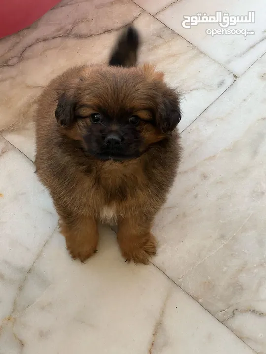 Peganese dog for sale