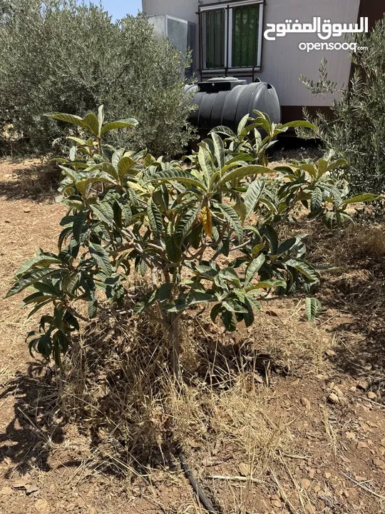 مزرعة للبيع