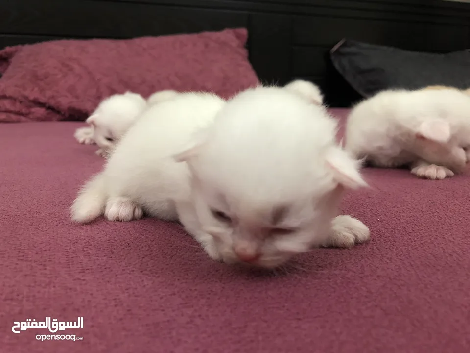 Cat baby Persian