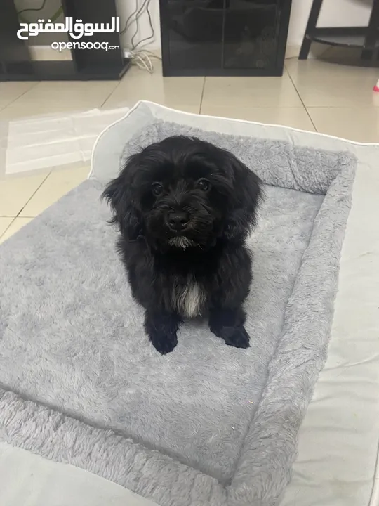 maltepoo for adoption