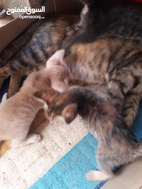 1 month  kitten