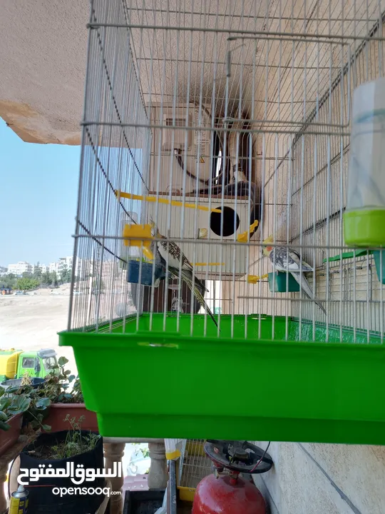 ببغاء كوكتيل ذكر وانثى مع قفص