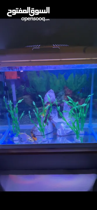 حوض سمك كبير للبيع  Aquarium for Sale – 80L Large Fish Tank