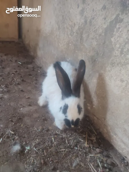 اناثي بابيون عدد 2 قابل للبدل على اناثي  اقرا الوصف