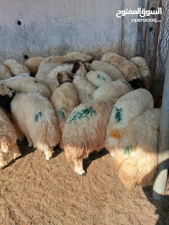 ذبيح للبيع طيبه سمان عزيمه ثلاجه خرفان طيبة هرفي جذع وتساب اتصال لتوصيل جميع مناطق قطر سوري بلدي