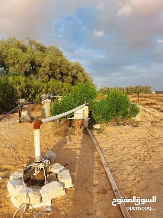 مزرعه 2 هكتار بمدينة الزاويه بسعر مناقس