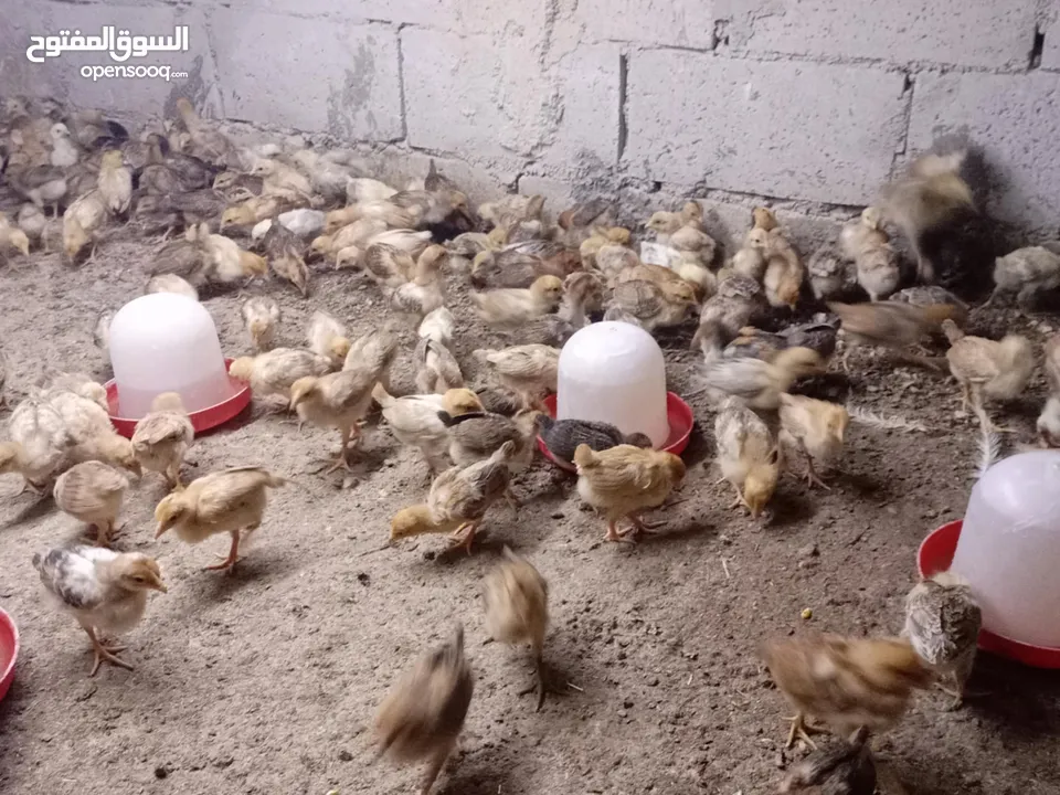 صوص بلدي عمر 38 يوم   صوص بلدي عمر 18 يوم