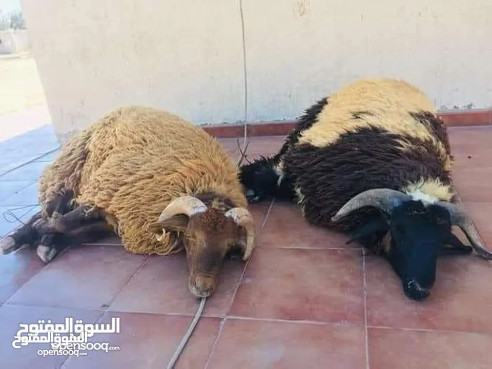 لحام متنقل ذبح أضاحي خاروف عجل بلدي جمل غنم بلدي روماني برزيلي كولمبي اسباني خروف بلدي جزار متنقل