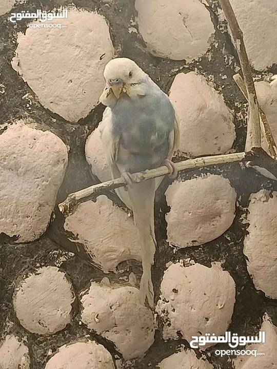 عصافير حب للبيع او بدل