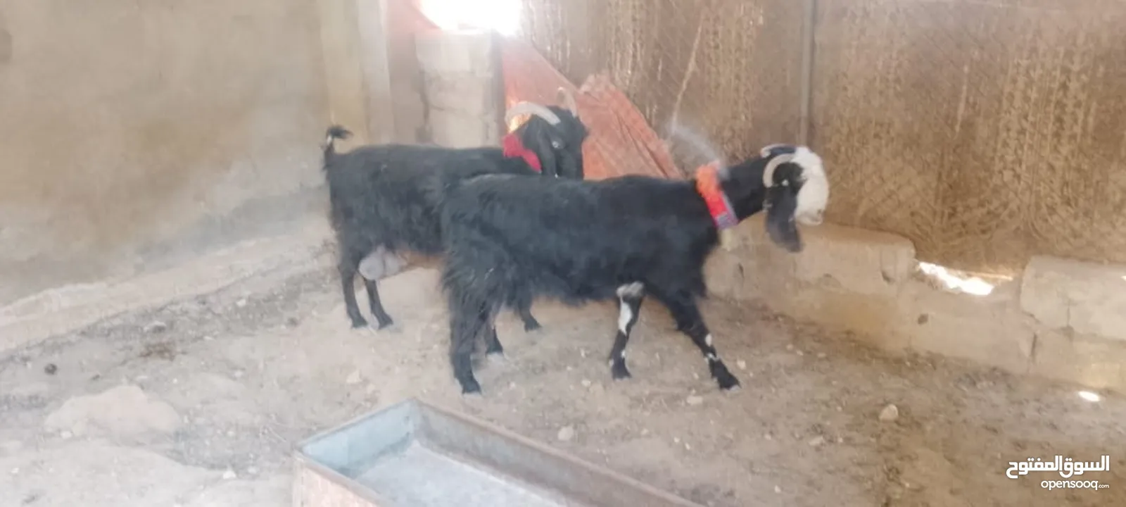 4معزا كفالة حليب 3خمسيات وحده جميع