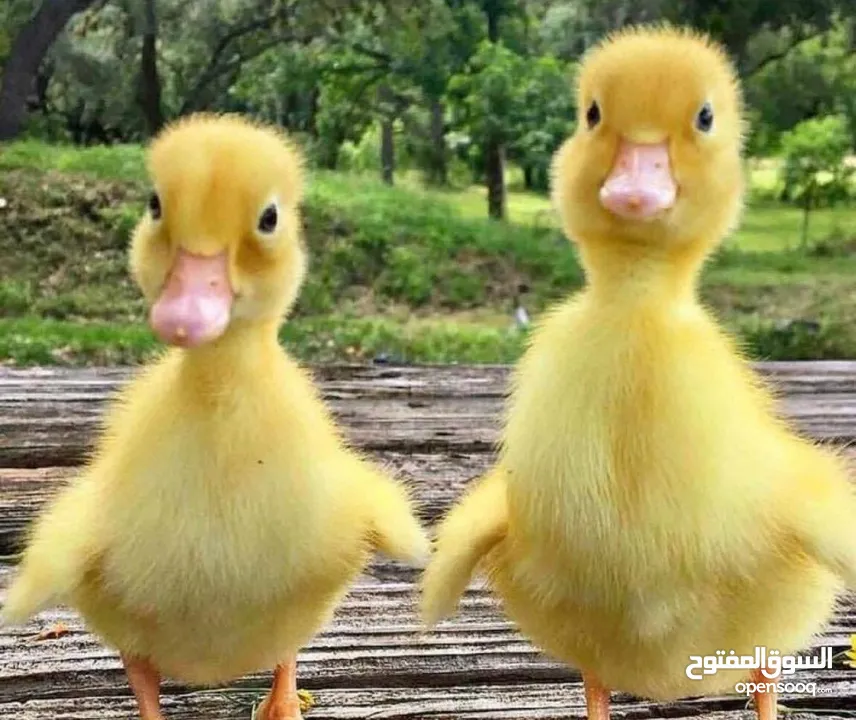 بطبوط صار  متوفر عنا