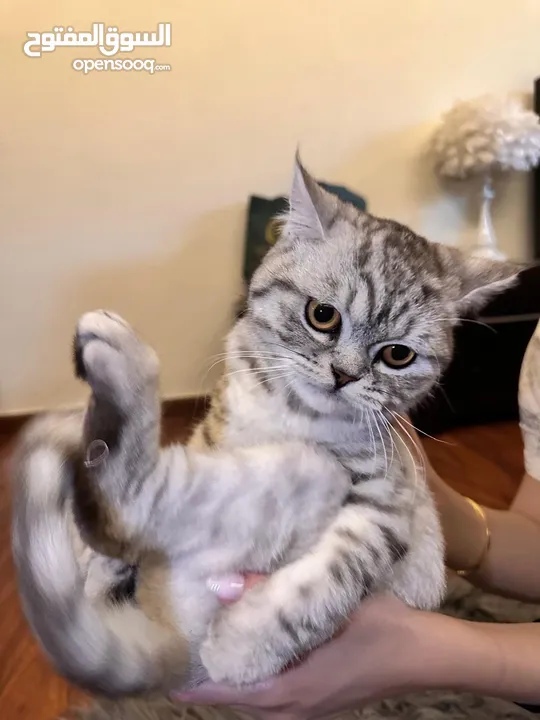 قطه british shorthair