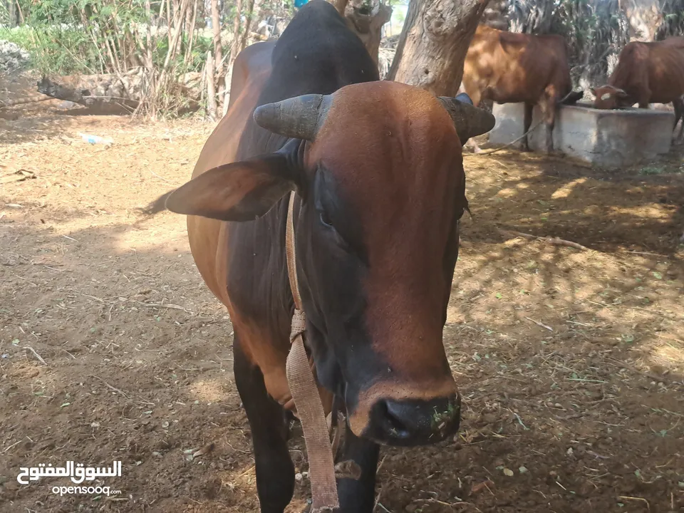 Cow etophian