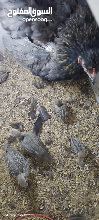 متوفر 3جواز حجل بلدي شغالات العمر حوالي سنتين تفقيس جاجه   جاجه قرقه تحتها 8فراخ حجل  12بيضه حجل