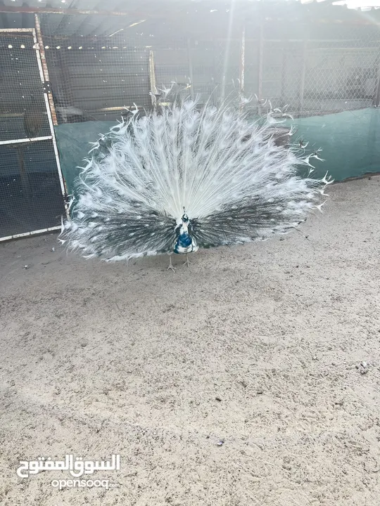 طاووس للبيع
