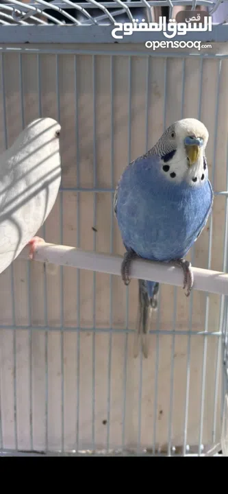 زوج طيور بادجي للبيع