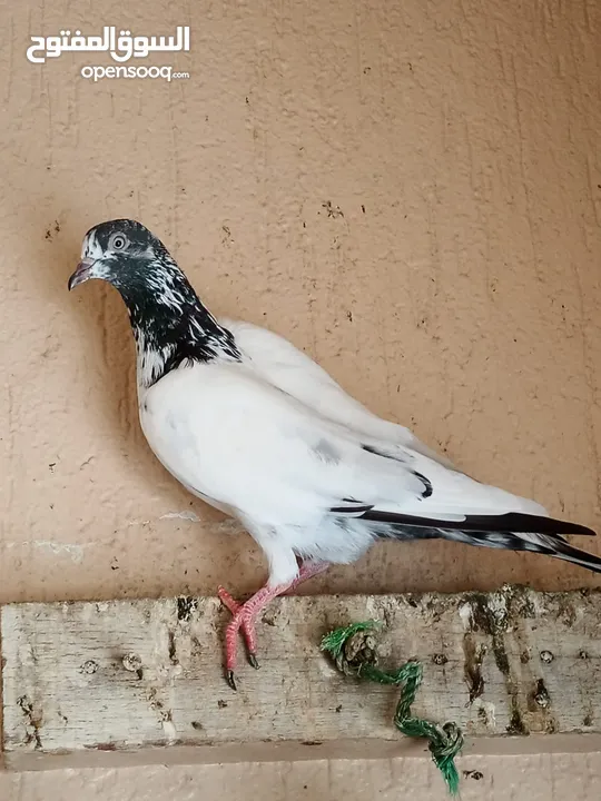 Hi flyer Pigeons pathy pathian and adult vaccinated dewormed