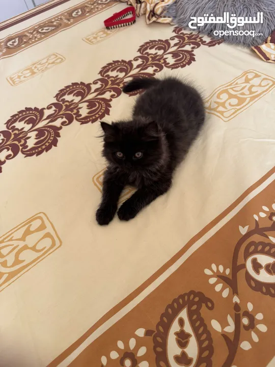 Persian mix with Scottish kitten for sale