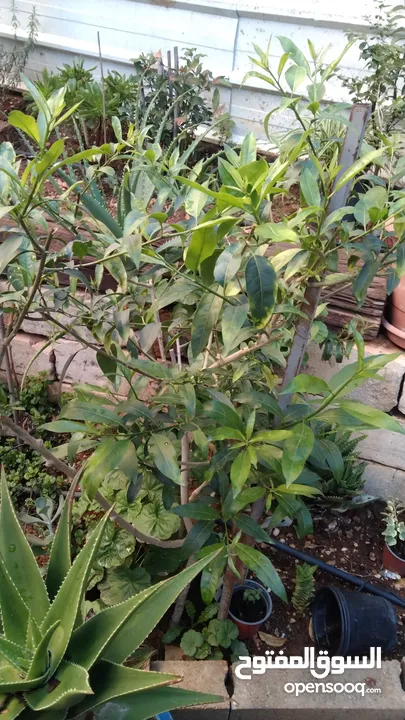 الواحة الخضراء  اعمال تقليم زراعة وعناية وترتيب حول المنزل