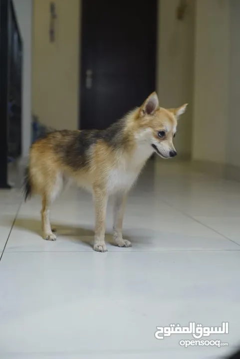 Teacup Pomsky puppies