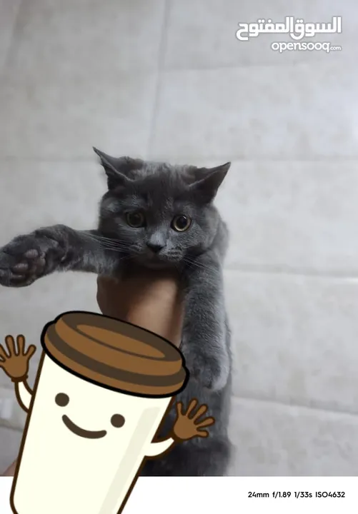 سكوتش ستريت  من ام واب سكوتش صنف عالي