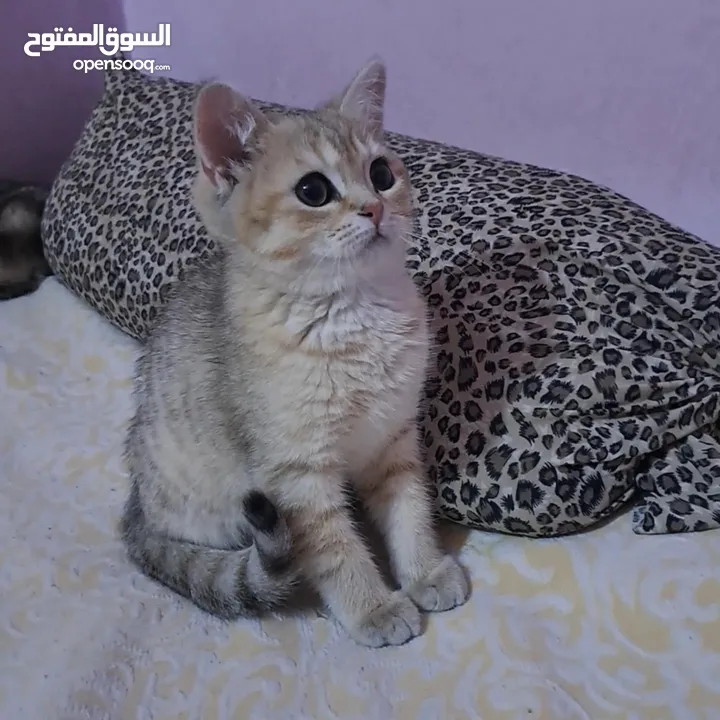 ما شاء الله تبارك الله ..... مجموعة من الكتنز بأنوع مختلفة .... .. (موجود تفاااصيل اكتر بالوصف) ..