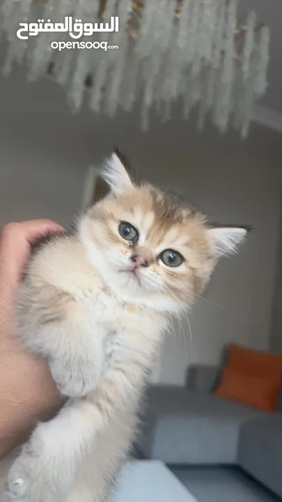 British chinchilla kittens for adoption
