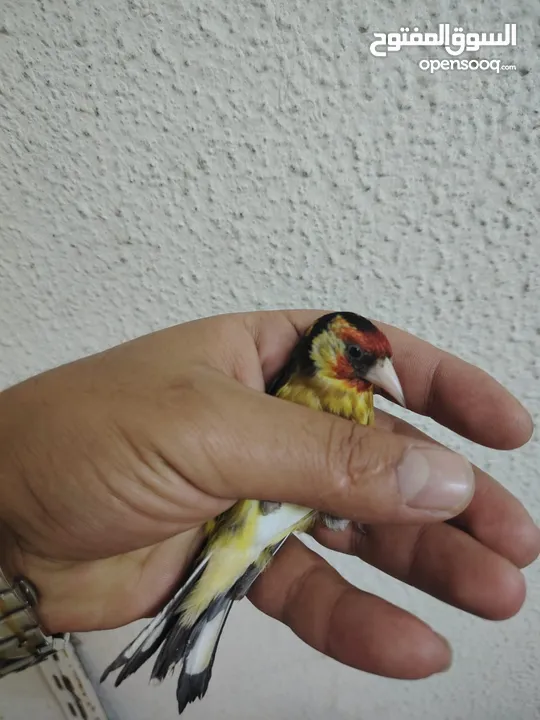 حبات طفرات حسون طفرات سائده
