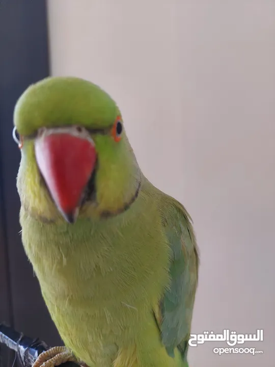 ببغاء درارة هندي ذكر كوكو عمر سنتين مطوق اليف جدا ما بعض نهائي لعوب بحب الاطفال