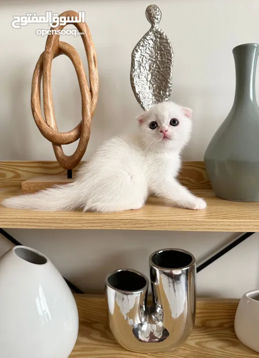 Scottish fold kittens