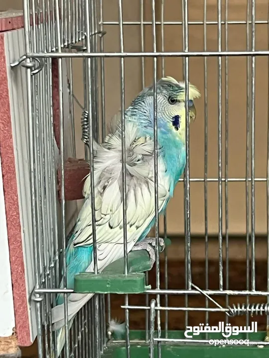 طيور حب هوقو رومو
