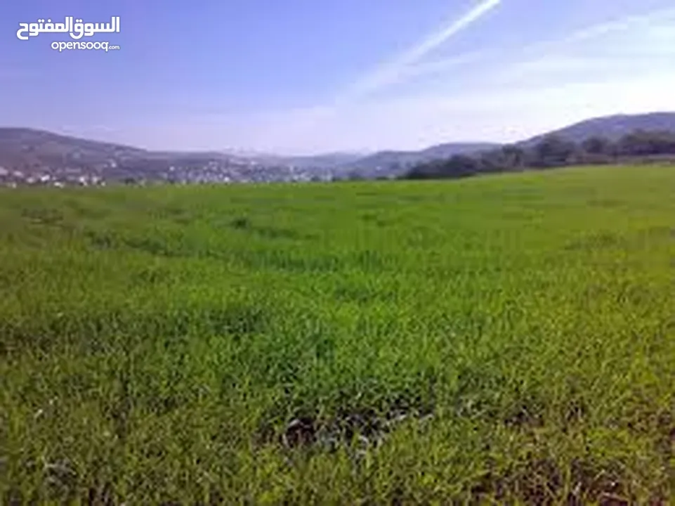 مطلوب غنم عساف