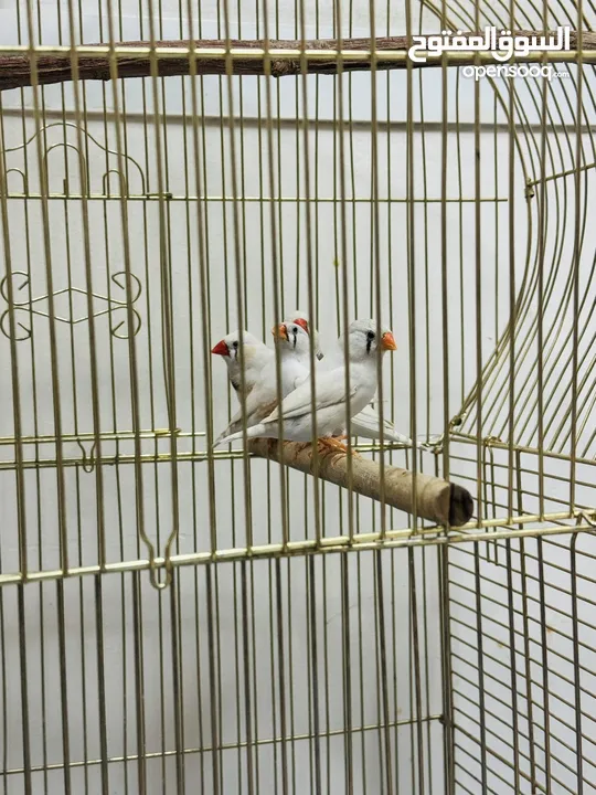 Finches Adult size 4 birds