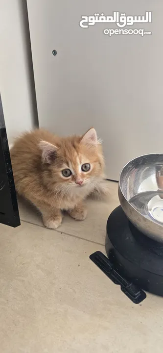 Two Turkish Angora kittens for sale