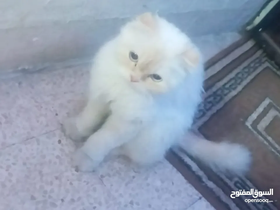 قطة شيرازي افطس