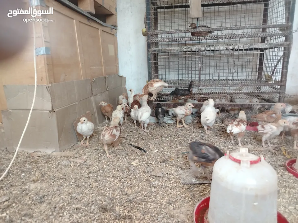 صيصان بلدي و لوهمان للبيع