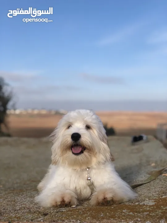 Maltese للبيع بثمن مناسب