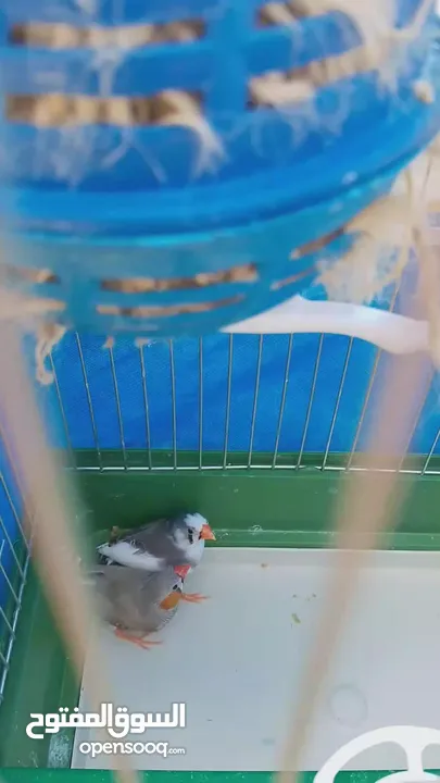طيور زينه للبع فنجز للبيع مع كامل الاغراض ومع ققص ومع اكل يكفي لمدة شهر