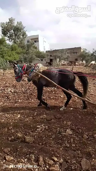 مهر للبيع احراث اركوب عقل كفاله