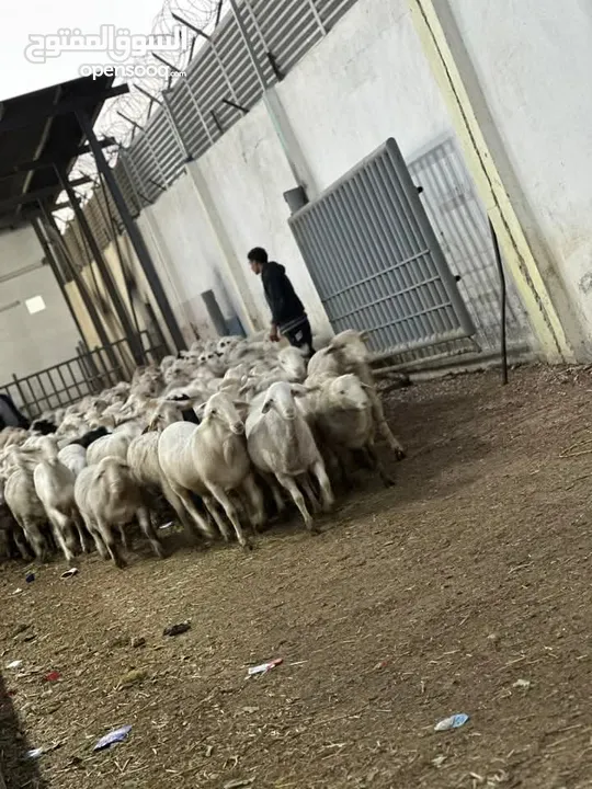 اغنام للبيع
