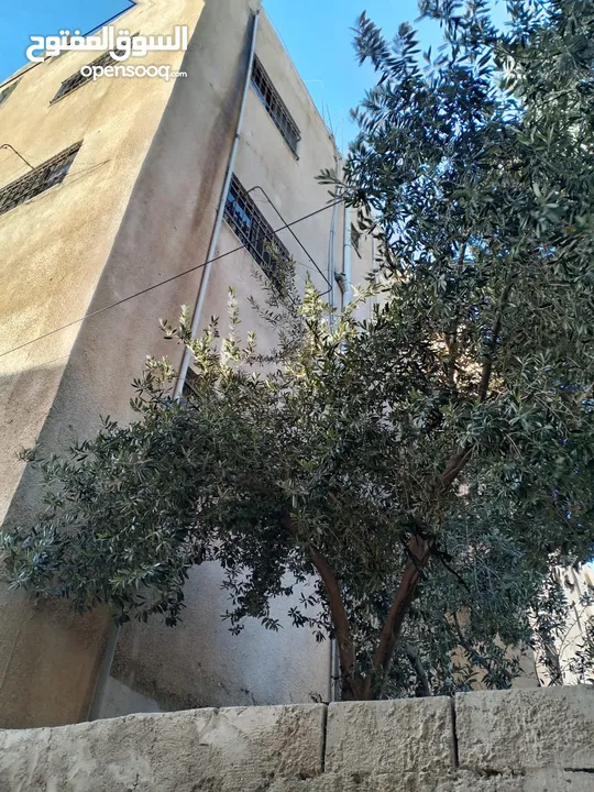 عماره كامله للبيع (مؤجرة ) قريبه من جميع الخدمات