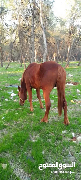 موجود حصان للبيع العمر اربع _سنوات_ حرات حصان ما شاء الله عليه المنطقه دير ابو سعيد 077955