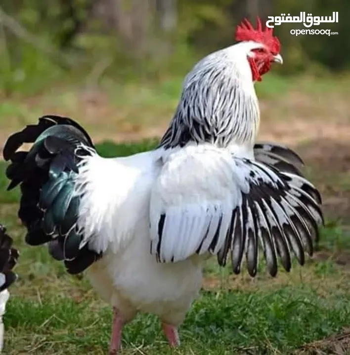 بيض دجاج ساكسو الانجليزي البياض البزرهالاصليه