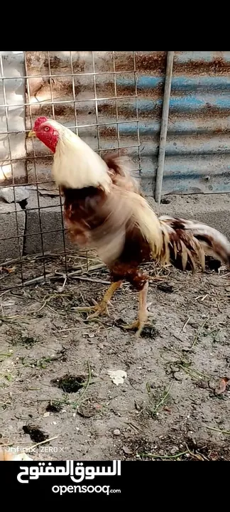 دجاج هندي للبيع