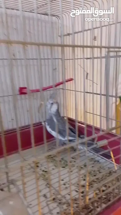 فحل كوكتيل وايت فيس جاهز للتجاوز