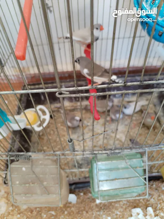 عصافير جنة (فنجز) للبيع بسعر طري