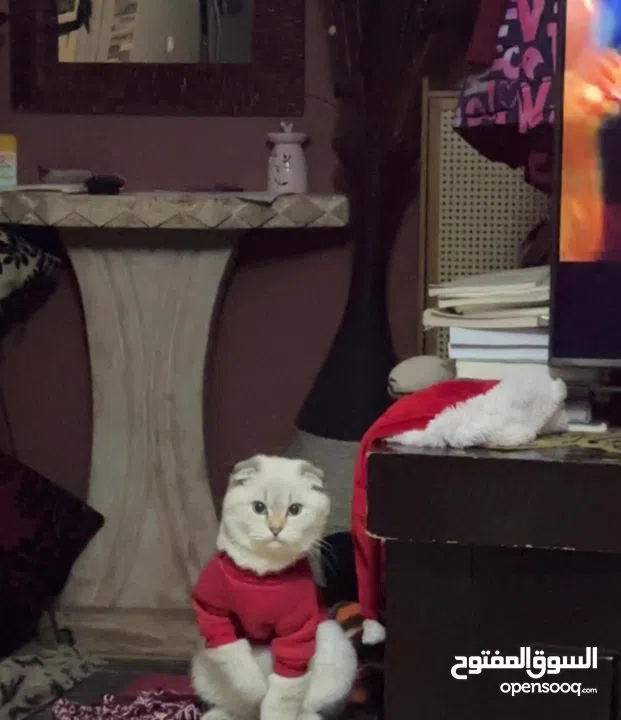 قط سكوتش فولد ابيض