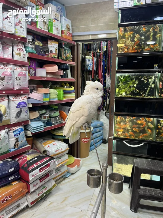 كوكاتو غوفن سوبر جامبو ررراقص أليف جدا تم تنزيل السعر لل370 وتمديد العرض  لاول ايام العيد تابع الوصف