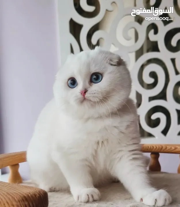 ⸻  Beautiful Scottish Fold Kitten – 14 Weeks Old – Ready for a New Home!