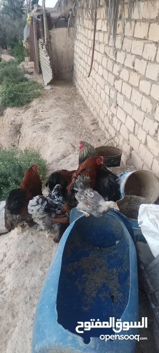 دجاج براهما